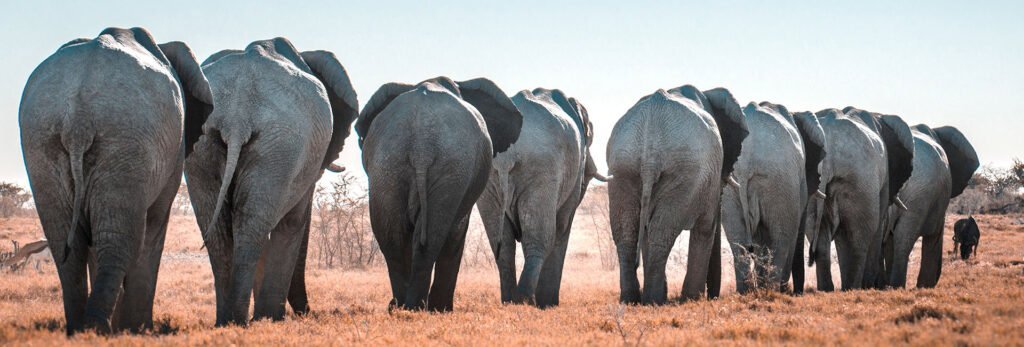 image seo elephant traffic